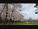 【ささつづ】赤城山南面千本桜【アリミリ】
