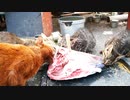 懸命に鮪魚の牙城を切り崩す成猫と子猫たち。【その６】