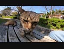 公園のキジトラ猫をモフっていたらもう一匹やって来た