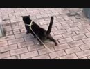 2021/04/28放送【26日目 栃木県 寒い早朝のあずにゃんぽ（猫散歩）での行動は！？】猫と車中泊　日本縦断　サイコロの旅　北海道にたどり着けるか？【旅猫あずき～保護猫から旅猫へ～】