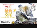 0422B2【猛禽類タカ科の捕食 閲覧注意】ツミに食べられるスズメ保存食と交尾。カルガモ抱卵？水黽がバンに捕食される。カワセミ接近。カラスのゴミ漁り。ヒヨドリ鳴き声　#身近な生き物語 #ツミ　#猛禽類