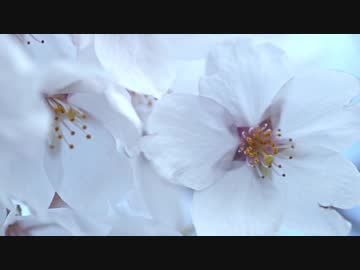 高松の池の桜 満開