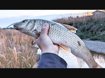 【釣り・ニコ生】滋賀県の草津川でハゼクラでニゴイが釣れる＠PEラインとナイロンの結び方＆おまけ動画あり【Pixel 4a (5G)】