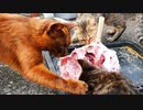 子猫に本マグロの頭の食べ方のお手本を見せる母猫【その７】そして誰もいなくなる