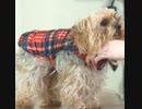 Things to know before buying Dog Coats