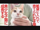棄てられ子猫、美少女に成長して珍獣を狩る