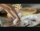 [激カワレオパの飽食]タランチュラ飼育日記その１６８[一番かわいいよ]