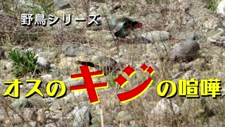 野鳥シリーズ　オスのキジの喧嘩