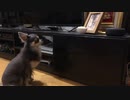 お参り!?