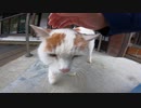 猫寺に行くと、だみ声で喋る猫様がモフらせてくれました