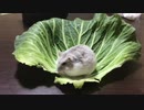 大きなキャベツの葉　【オッドアイのハムスター】