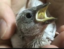 文鳥の成長比較してみた