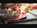 野良猫と鮪【その９】フィナーレ