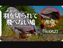 0427B【羽を切られて飛べない鳩】心無い悪戯？クリッピング？されたカワラバト。キジバトの求愛。イソヒヨドリ。身近な生き物・野鳥コンデジ撮影　#身近な生き物語 #カワラバト #イソヒヨドリ