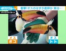 オニオオハシ　繁殖活動実らずオスが産卵　実は