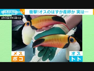 オニオオハシ　繁殖活動実らずオスが産卵　実は