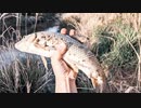 【釣り・VLOG】草津市の草津川でニゴイを釣る＠いろは親水公園のおまけ動画あり！【Pixel 4a (5G)】