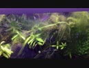 我が家のミナミヌマエビ水槽 その16