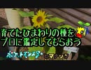育てたひまわりの種をプロに鑑定してもらおう（ポケットモンスターヒマナッツ番外編）