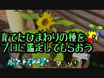 育てたひまわりの種をプロに鑑定してもらおう（ポケットモンスターヒマナッツ番外編）