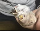 食後のひととき