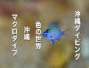 アマミスズメダイ・マクロダイビングの世界
