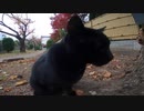 散歩中に出会った黒猫にねこじゃすりを使ったら色々な場所の匂いをチェックしだした