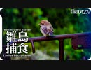 初めてアリを食べたモズ雛鳥の反応