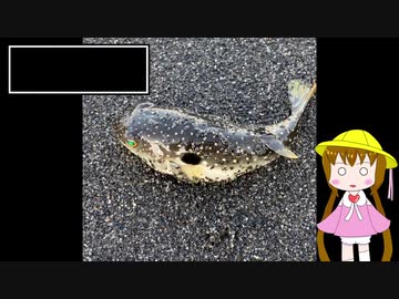 月読アイの釣行メモ part1【VOICEROIDフィッシング】
