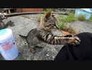 懐かない野良子猫が本能に逆らえず、猫じゃらしの虜になっていく様子