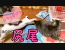 子猫と先住猫のはちゃめちゃな喧嘩のような遊びがこちら