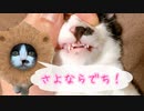 子猫の乳歯突然の別れ   子猫の運動能力が高すぎる問題