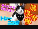 緊急時に備えて子猫をトレーニングしてみたら案外楽しそうでびっくり！！I trained a kitten for an emergency