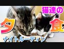 夕ご飯準備から猫達の反応撮影してみた。猫のナイトルーティンI took a picture of cats' reaction from dinner preparation.