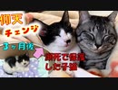 瀕死の子猫を保護して３ヶ月こんなに大きく元気になり先住猫と仲良くする姿に涙Protecting a dying kitten and tearing him for three months
