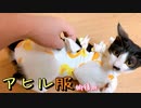 子猫にお服を試着して貰ったら初めて困惑がみられました