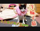 子猫にDIYエリザベスカラーを身に付けて貰ったら仰天の反応だった