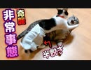 子猫に術後用お服試着してたら急に先住先輩猫を襲いだしました