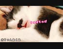子猫がお口をちゅぱちゅぱしてましたThe kitten was squeezing his mouth