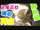 野良猫と２年ぶりに奇跡の再会をしたら大きくなっても人懐っこくて可愛すぎたMiracle reunion with a stray cat for the first time in two years