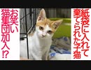 棄てられ子猫、猫コント集団を結成する