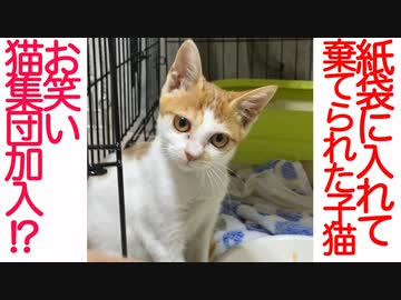 棄てられ子猫、猫コント集団を結成する