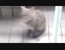 帰らぬ人 featuring 初音ミク ututudaruma.flv