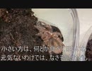 [餌を食わねぇ！！]タランチュラ飼育日記その１７０[くもった、こりゃ]
