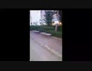 思い込みの激しい明石家さんまファンのトーク/らじこ　FreeTalk　NATIVE