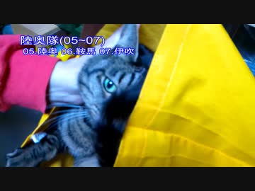 今月の体重測定【蒼民家の猫々】
