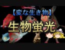 【ゆっくり解説】生物蛍光