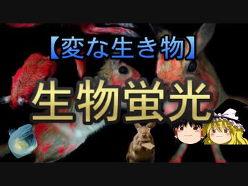 【ゆっくり解説】生物蛍光