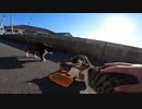 猫島の猫達にカリカリをごちそうしました
