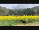 2021/05/01放送【29日目 山形 菜の花畑と三重塔近くで、あずにゃんぽ（猫散歩）】猫と車中泊　日本縦断　サイコロの旅　北海道にたどり着けるか？【旅猫あずき～保護猫から旅猫へ～】